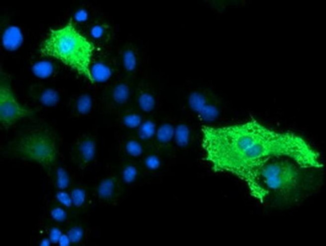 Bestrophin 3 Antibody in Immunocytochemistry (ICC/IF)