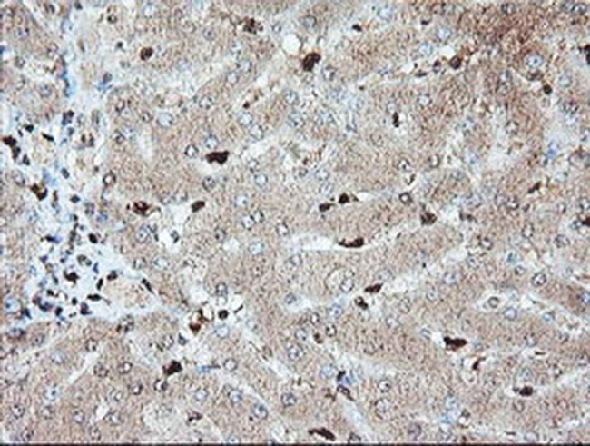 SAMHD1 Antibody in Immunohistochemistry (Paraffin) (IHC (P))