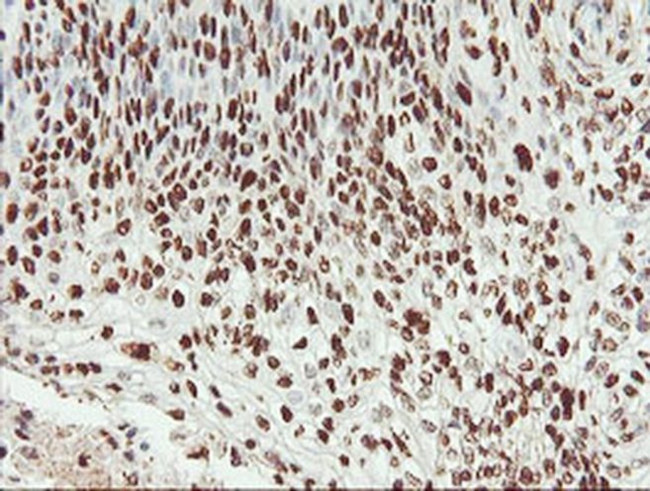 SAMHD1 Antibody in Immunohistochemistry (Paraffin) (IHC (P))