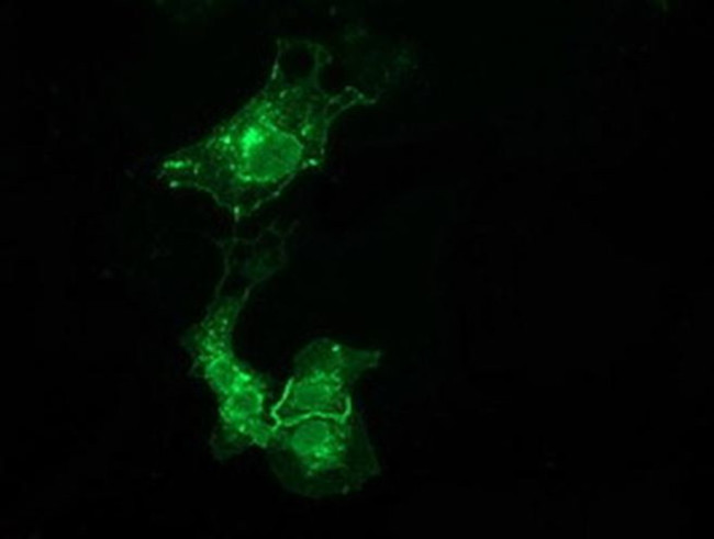 VSIG2 Antibody in Immunocytochemistry (ICC/IF)