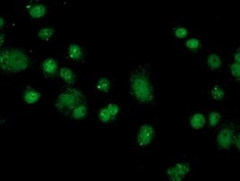 FKBPL Antibody in Immunocytochemistry (ICC/IF)