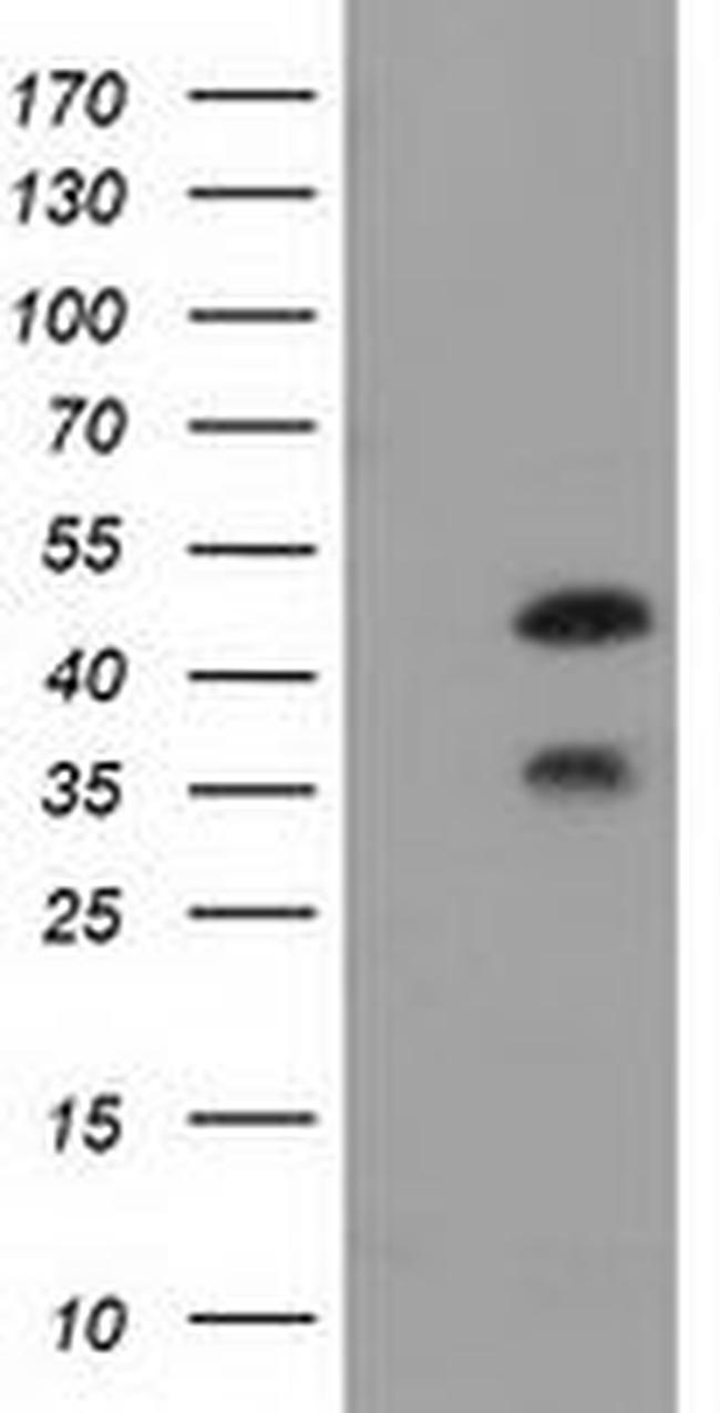 FKBPL Antibody in Western Blot (WB)