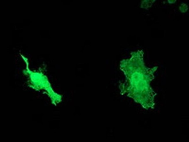 HSP40 Antibody in Immunocytochemistry (ICC/IF)