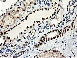 NMNAT1 Antibody in Immunohistochemistry (Paraffin) (IHC (P))