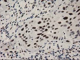 NMNAT1 Antibody in Immunohistochemistry (Paraffin) (IHC (P))