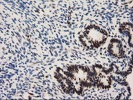 NMNAT1 Antibody in Immunohistochemistry (Paraffin) (IHC (P))