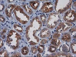 Gephyrin Antibody in Immunohistochemistry (Paraffin) (IHC (P))