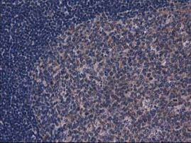 Gephyrin Antibody in Immunohistochemistry (Paraffin) (IHC (P))