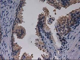 Gephyrin Antibody in Immunohistochemistry (Paraffin) (IHC (P))