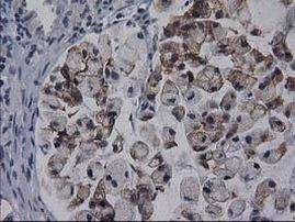 Gephyrin Antibody in Immunohistochemistry (Paraffin) (IHC (P))