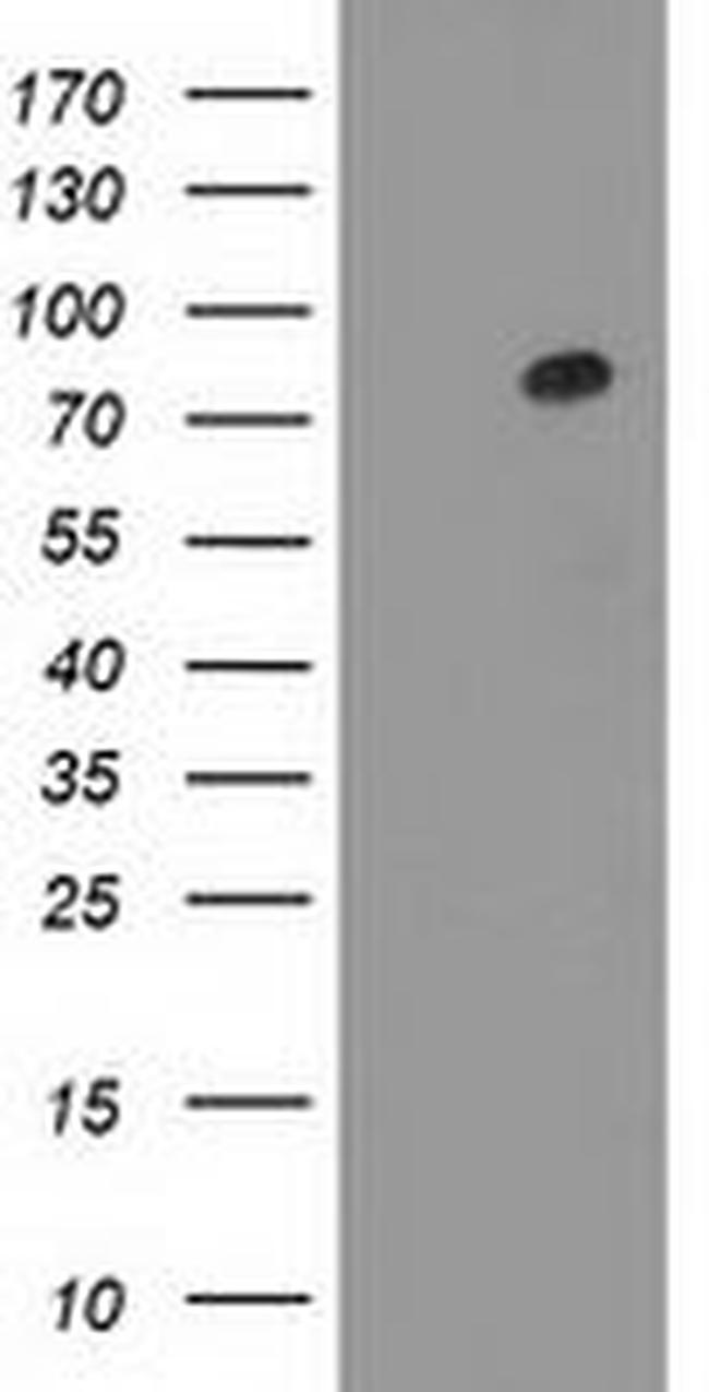 Gephyrin Antibody in Western Blot (WB)