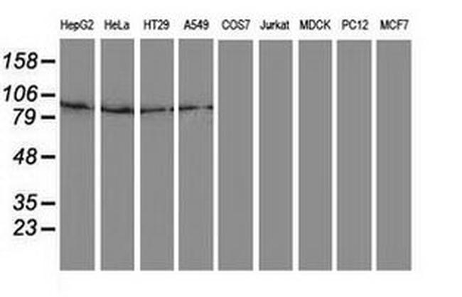 Gephyrin Antibody in Western Blot (WB)