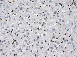 ATP6V1F Antibody in Immunohistochemistry (Paraffin) (IHC (P))