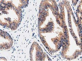 FAM40A Antibody in Immunohistochemistry (Paraffin) (IHC (P))