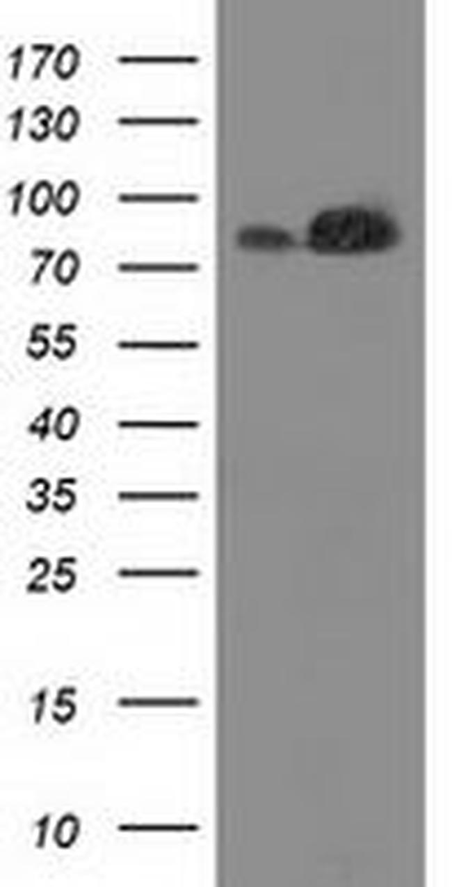 FAM40A Antibody in Western Blot (WB)