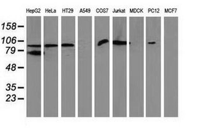 Gephyrin Antibody in Western Blot (WB)