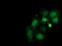 FAM40A Antibody in Immunocytochemistry (ICC/IF)