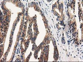 FAM40A Antibody in Immunohistochemistry (Paraffin) (IHC (P))