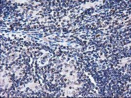 FAM40A Antibody in Immunohistochemistry (Paraffin) (IHC (P))