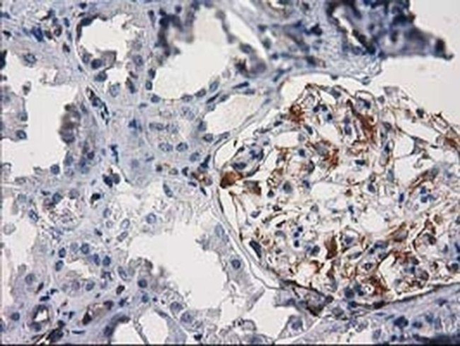 PDE2A Antibody in Immunohistochemistry (Paraffin) (IHC (P))