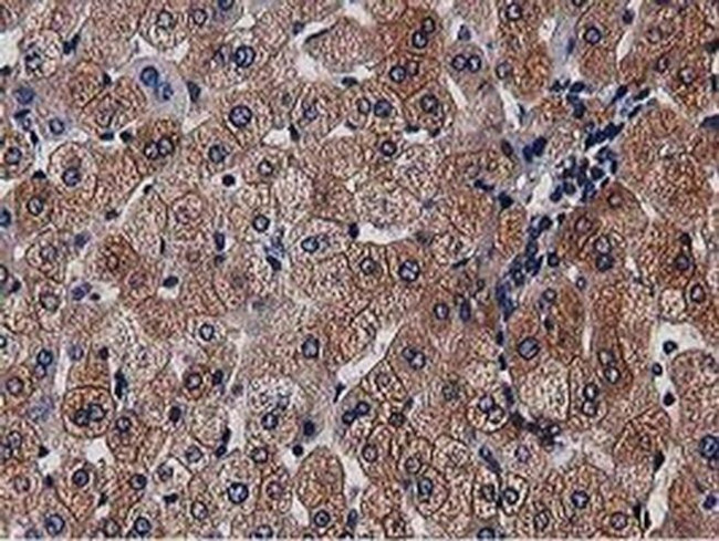 NUDT6 Antibody in Immunohistochemistry (Paraffin) (IHC (P))