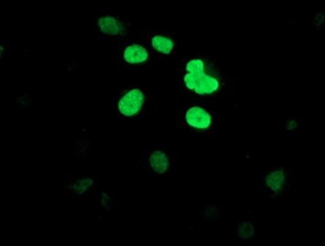 DCLRE1B Antibody in Immunocytochemistry (ICC/IF)