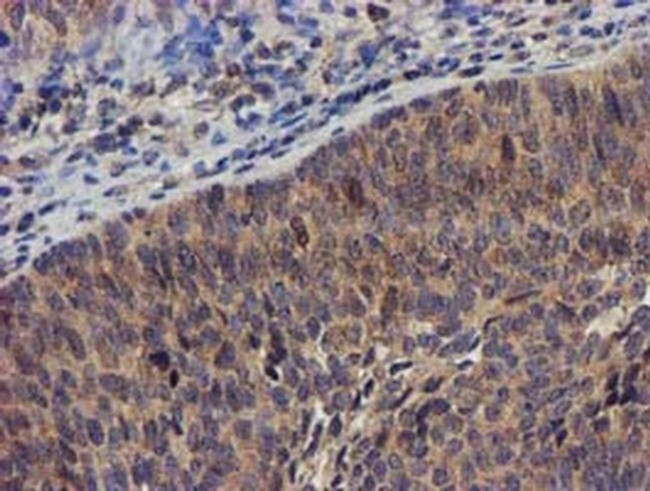 DCLRE1B Antibody in Immunohistochemistry (Paraffin) (IHC (P))