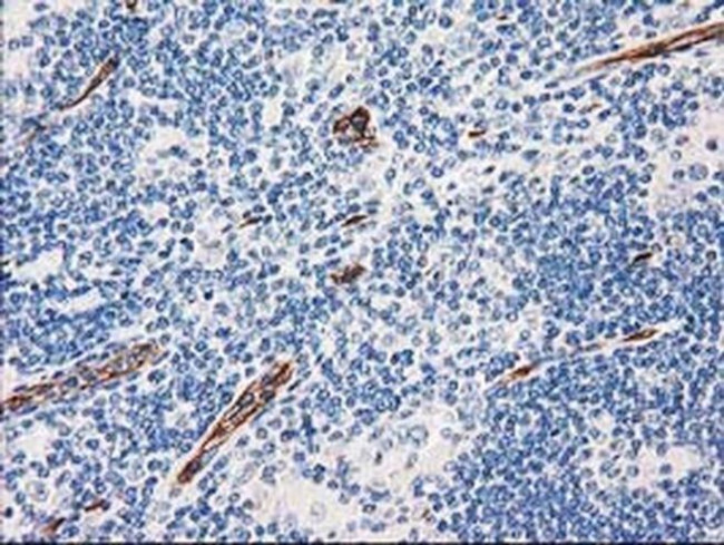 Aquaporin 1 Antibody in Immunohistochemistry (Paraffin) (IHC (P))