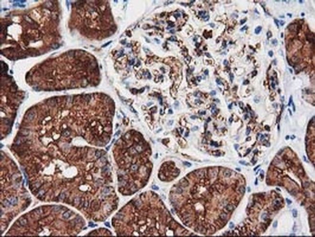 Aquaporin 1 Antibody in Immunohistochemistry (Paraffin) (IHC (P))