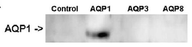 Aquaporin 1 Antibody in Western Blot (WB)