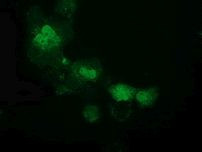 ATP6V1F Antibody in Immunocytochemistry (ICC/IF)