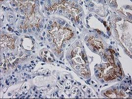 ATP6V1F Antibody in Immunohistochemistry (Paraffin) (IHC (P))