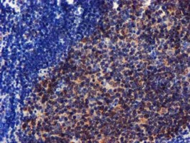 CHCHD5 Antibody in Immunohistochemistry (Paraffin) (IHC (P))