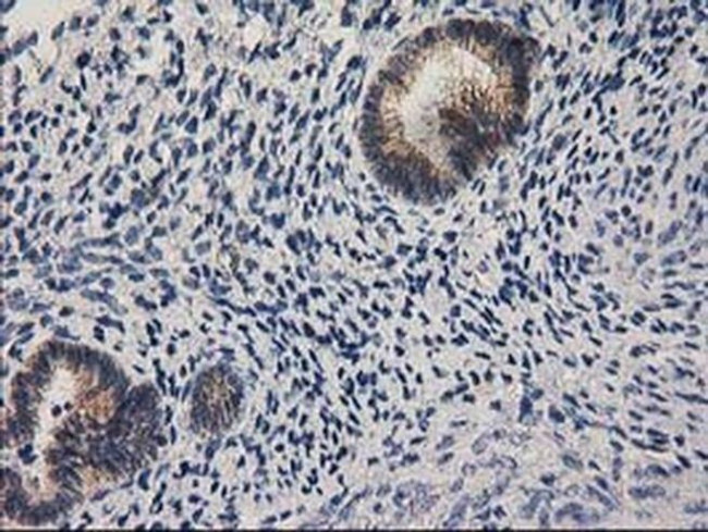 eIF4E2 Antibody in Immunohistochemistry (Paraffin) (IHC (P))