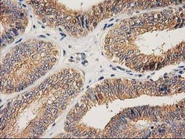 CHCHD5 Antibody in Immunohistochemistry (Paraffin) (IHC (P))