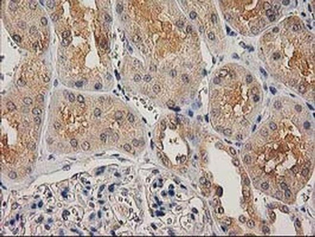 CHCHD5 Antibody in Immunohistochemistry (Paraffin) (IHC (P))