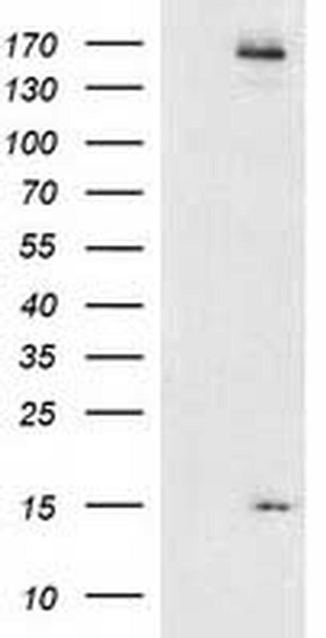 CHCHD5 Antibody in Western Blot (WB)