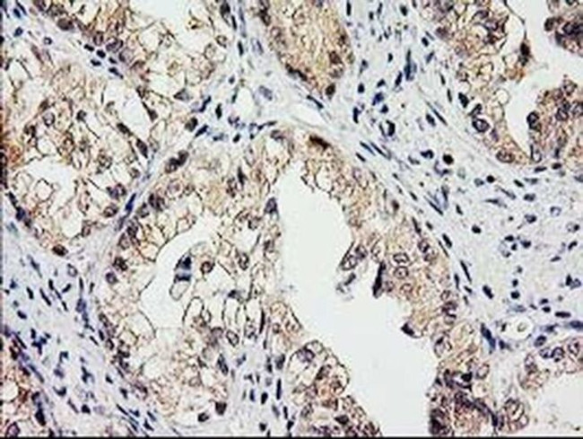 eIF4E2 Antibody in Immunohistochemistry (Paraffin) (IHC (P))