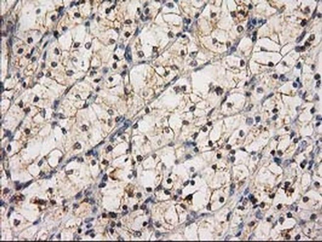 eIF4E2 Antibody in Immunohistochemistry (Paraffin) (IHC (P))