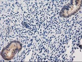 CTH Antibody in Immunohistochemistry (Paraffin) (IHC (P))