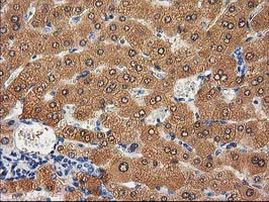 CTH Antibody in Immunohistochemistry (Paraffin) (IHC (P))