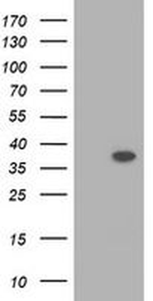 RASSF1 Antibody in Western Blot (WB)