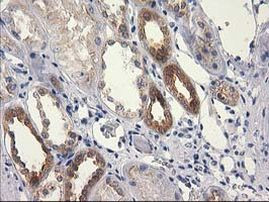 RTN4IP1 Antibody in Immunohistochemistry (Paraffin) (IHC (P))