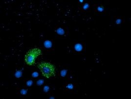 ANKRD53 Antibody in Immunocytochemistry (ICC/IF)