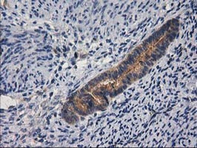 GBA3 Antibody in Immunohistochemistry (Paraffin) (IHC (P))