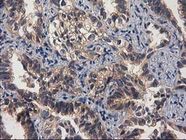 GBA3 Antibody in Immunohistochemistry (Paraffin) (IHC (P))