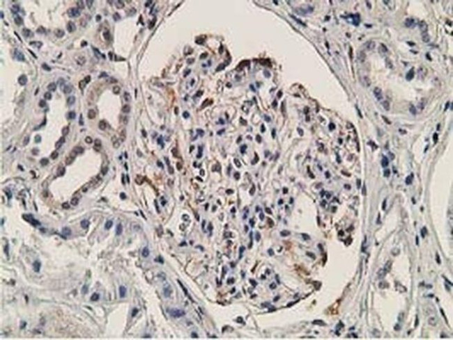 OGFOD1 Antibody in Immunohistochemistry (Paraffin) (IHC (P))