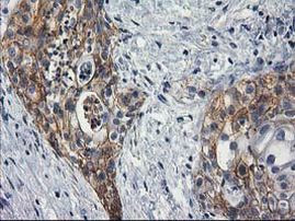 PON1 Antibody in Immunohistochemistry (Paraffin) (IHC (P))