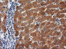 PON1 Antibody in Immunohistochemistry (Paraffin) (IHC (P))