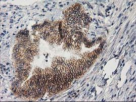 PON1 Antibody in Immunohistochemistry (Paraffin) (IHC (P))